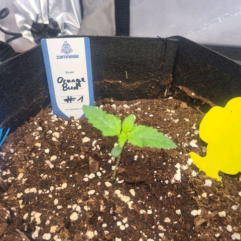 Orange Bud #1 growlog timeline photo