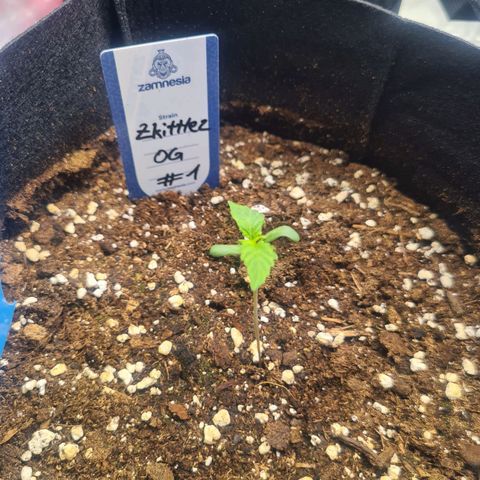 Zkittlez OG #1 growlog timeline photo