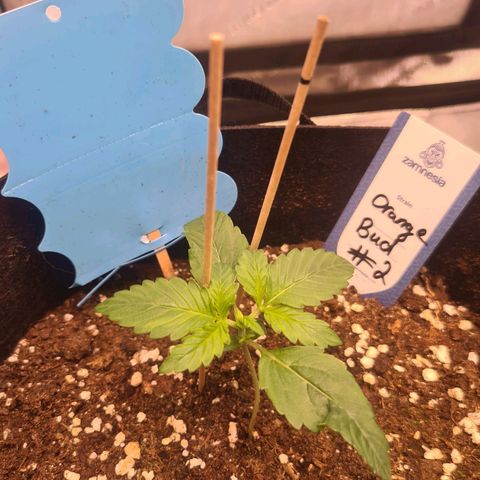 Orange Bud #2 growlog timeline photo