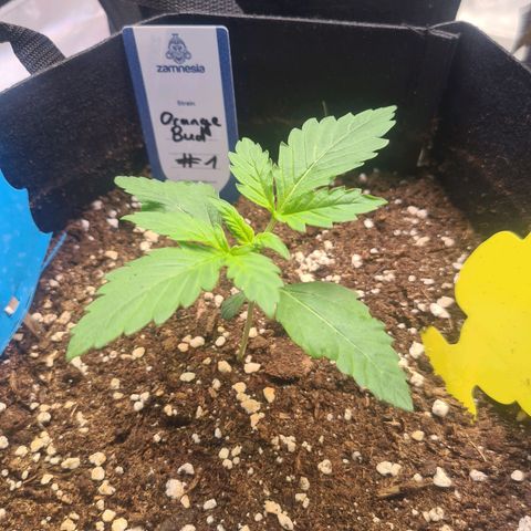 Orange Bud #1 growlog timeline photo