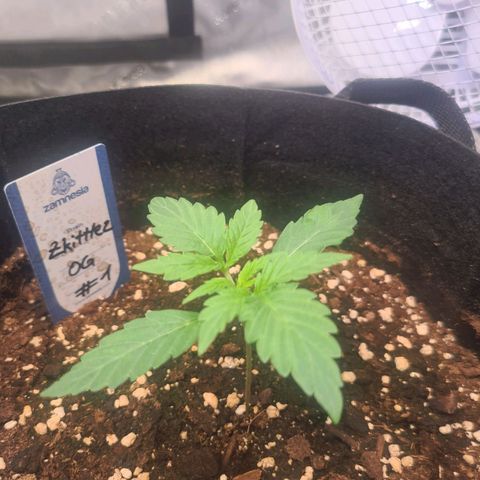 Zkittlez OG #1 growlog timeline photo