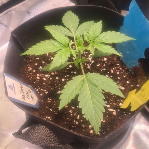 Zkittlez OG #1 growlog timeline photo
