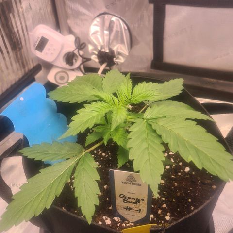 Orange Bud #1 growlog timeline photo