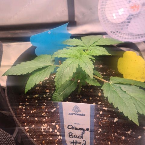 Orange Bud #2 growlog timeline photo