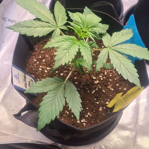 Zkittlez OG #1 growlog timeline photo