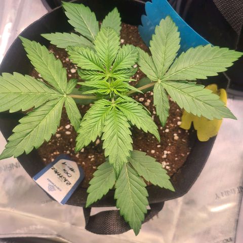 Zkittlez OG #1 growlog timeline photo