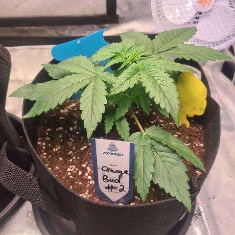 Orange Bud #2 growlog timeline photo