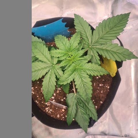 Orange Bud #2 growlog timeline photo