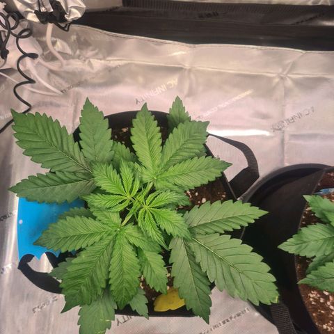 Orange Bud #1 growlog timeline photo