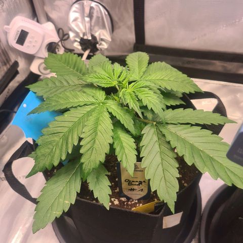 Orange Bud #1 growlog timeline photo