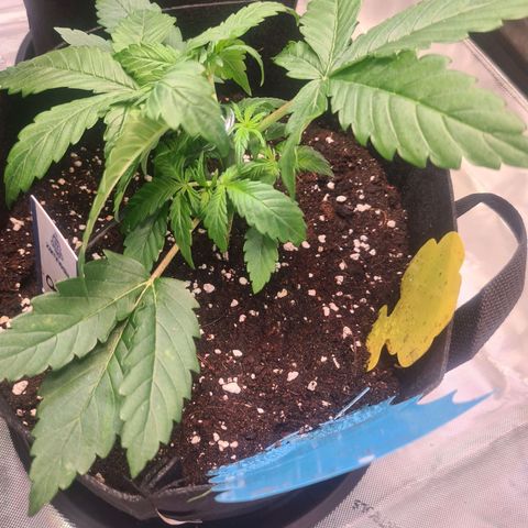 Orange Bud #2 growlog photo: Low Stress Training