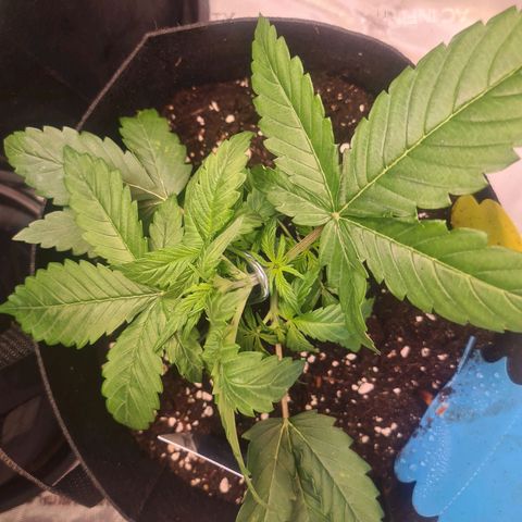 Orange Bud #2 growlog photo: Low Stress Training