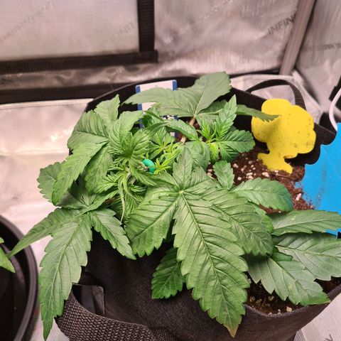 Orange Bud #2 growlog photo: Low Stress Training
