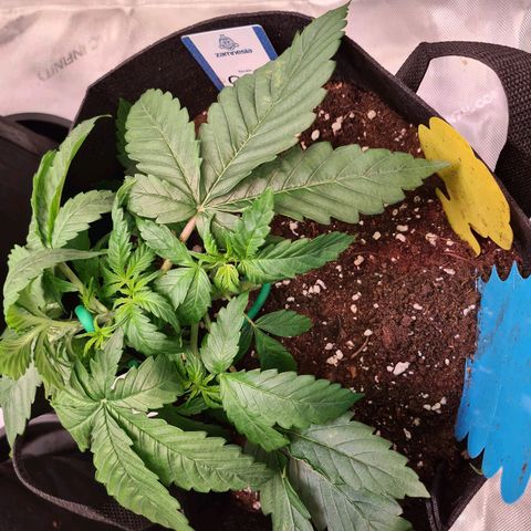 Orange Bud #2 growlog photo: Low Stress Training
