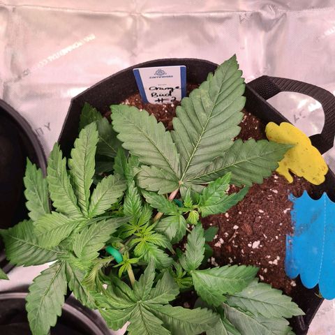 Orange Bud #2 growlog photo: Low Stress Training