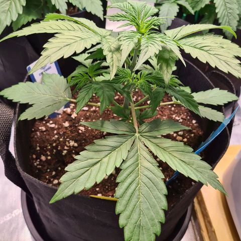 Zkittlez OG #1 growlog timeline photo