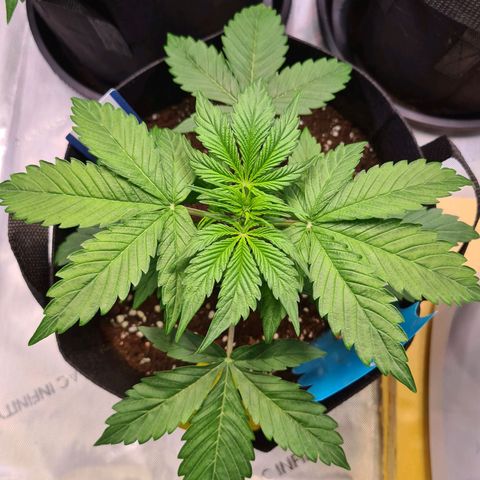 Zkittlez OG #1 growlog timeline photo