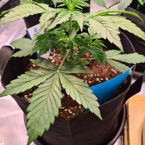 Zkittlez OG #1 growlog timeline photo