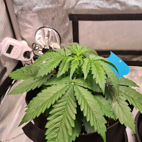 Orange Bud #1 growlog timeline photo