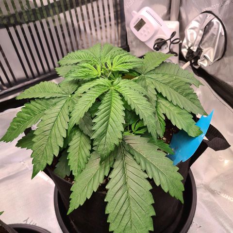 Orange Bud #1 growlog timeline photo