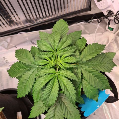Orange Bud #1 growlog timeline photo