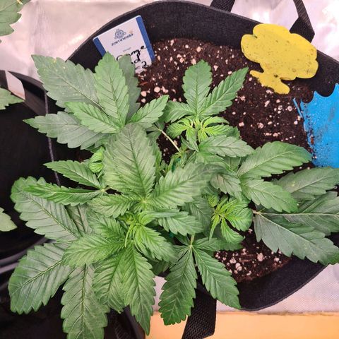 Orange Bud #2 growlog photo: Sonnensegel entfernt