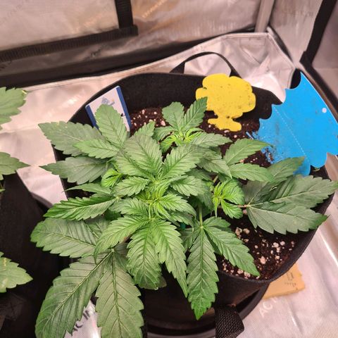 Orange Bud #2 growlog photo: Sonnensegel entfernt