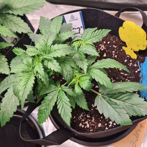 Orange Bud #2 growlog photo: Sonnensegel entfernt