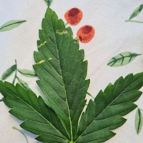 Orange Bud #1 growlog photo: Vermute Windbrand oder Kalium Magnesium Mangel