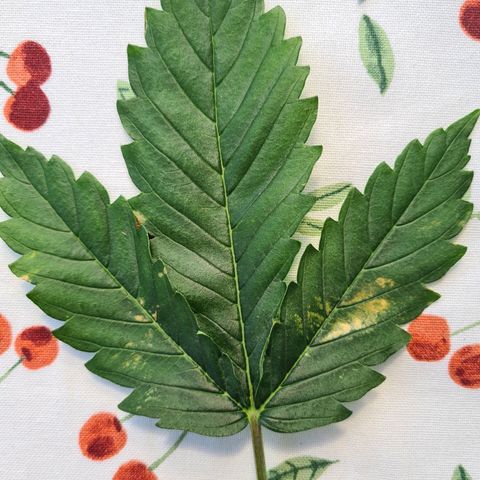Orange Bud #1 growlog photo: Vermute Windbrand oder Kalium Magnesium Mangel