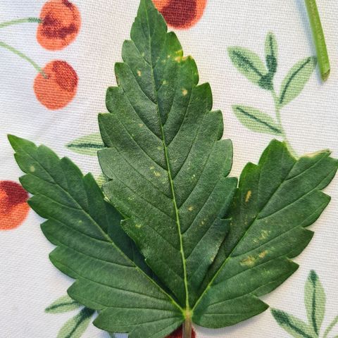 Orange Bud #1 growlog photo: Vermute Windbrand oder Kalium Magnesium Mangel