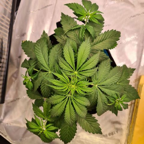 Orange Bud #1 growlog photo: Leichte Anzeichen von Vorblüte