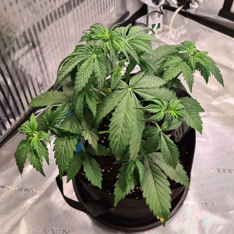 Orange Bud #1 growlog photo: Leichte Anzeichen von Vorblüte