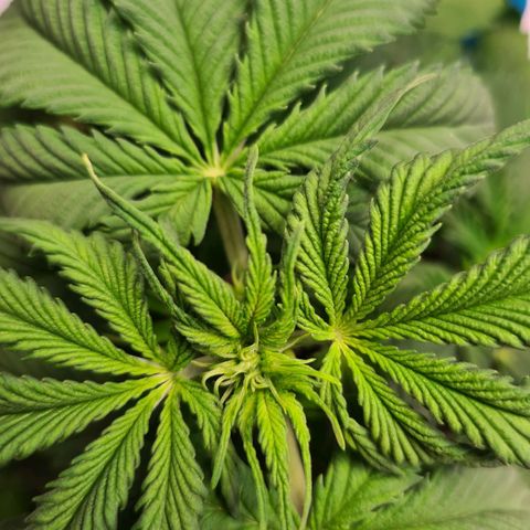 Orange Bud #1 growlog photo: Leichte Anzeichen von Vorblüte