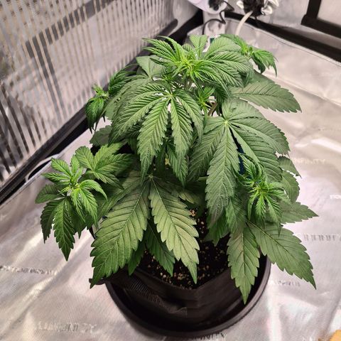 Orange Bud #1 growlog photo: Leichte Anzeichen von Vorblüte