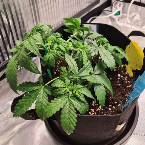 Orange Bud #2 growlog photo: Noch keine Anzeichen einer Vorblüte