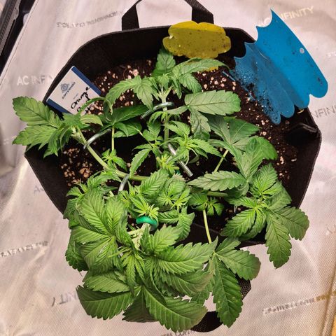 Orange Bud #2 growlog photo: Noch keine Anzeichen einer Vorblüte