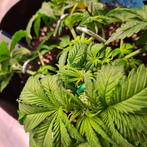 Orange Bud #2 growlog photo: Noch keine Anzeichen einer Vorblüte