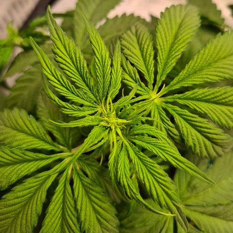 Zkittlez OG #1 growlog photo: Sehr deutliche Anzeichen einer Vorblüte