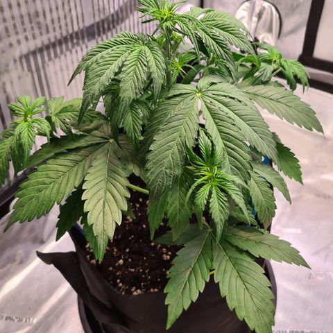 Zkittlez OG #1 growlog photo: Sehr deutliche Anzeichen einer Vorblüte
