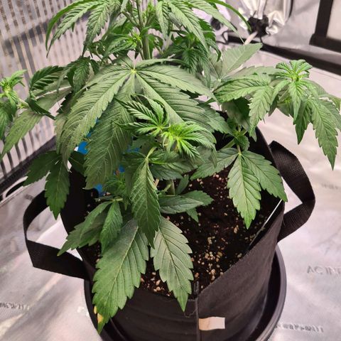 Zkittlez OG #1 growlog photo: Sehr deutliche Anzeichen einer Vorblüte