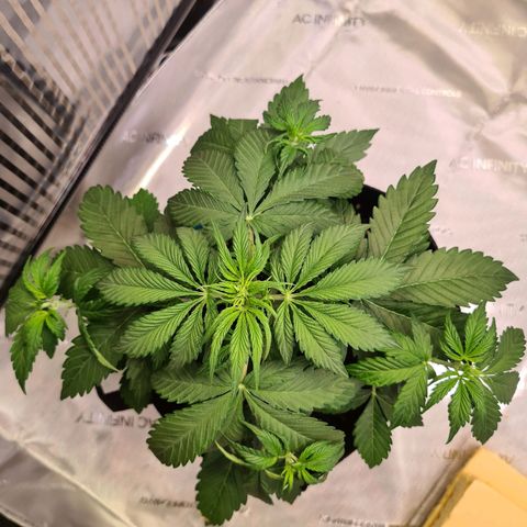 Zkittlez OG #1 growlog photo: Sehr deutliche Anzeichen einer Vorblüte