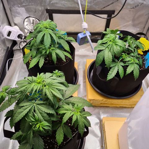 Zkittlez OG #1 growlog timeline photo