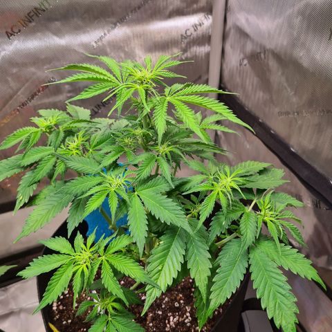 Orange Bud #1 growlog photo: Vorblüte hat begonnen
