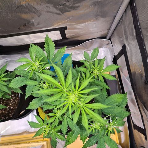 Orange Bud #1 growlog photo: Vorblüte hat begonnen