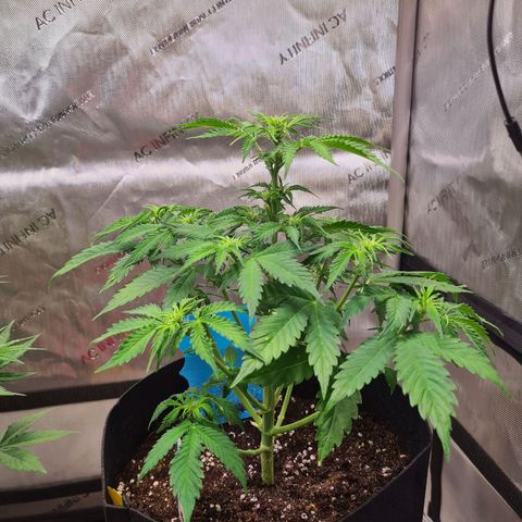 Orange Bud #1 growlog photo: Vorblüte hat begonnen