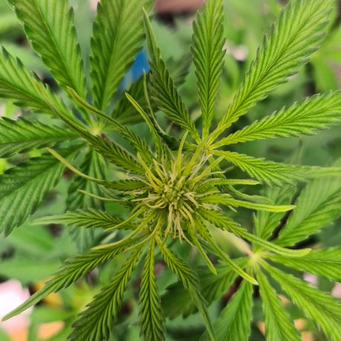 Orange Bud #1 growlog photo: Vorblüte hat begonnen