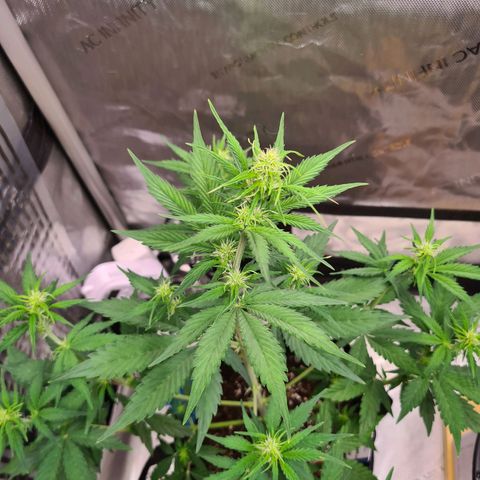 Zkittlez OG #1 growlog photo: Blüte und Stretch hat begonnen