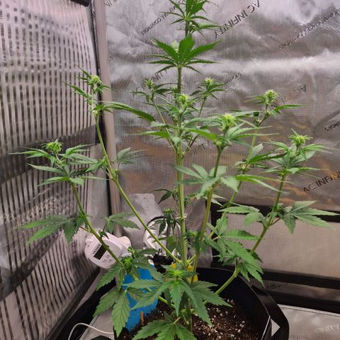 Zkittlez OG #1 growlog photo: Blüte und Stretch hat begonnen