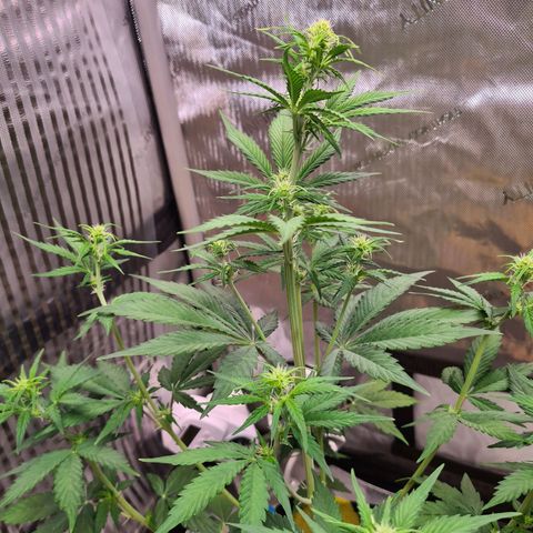 Zkittlez OG #1 growlog photo: Blüte und Stretch hat begonnen
